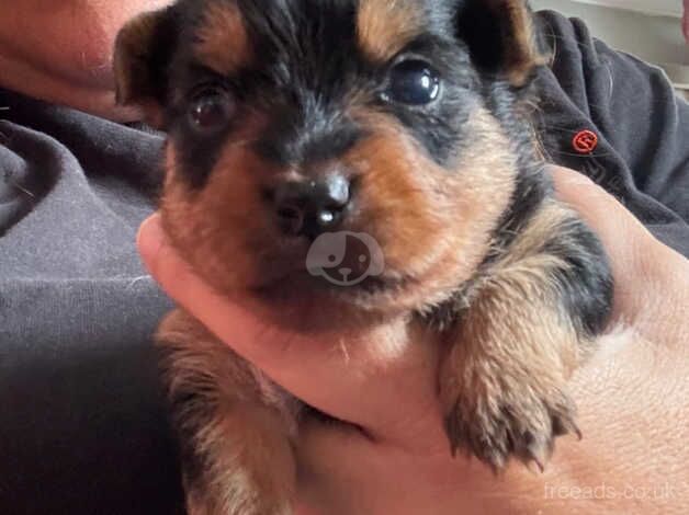 Yorkshire Terrier puppies ready end of Sept for sale in Devizes, Wiltshire