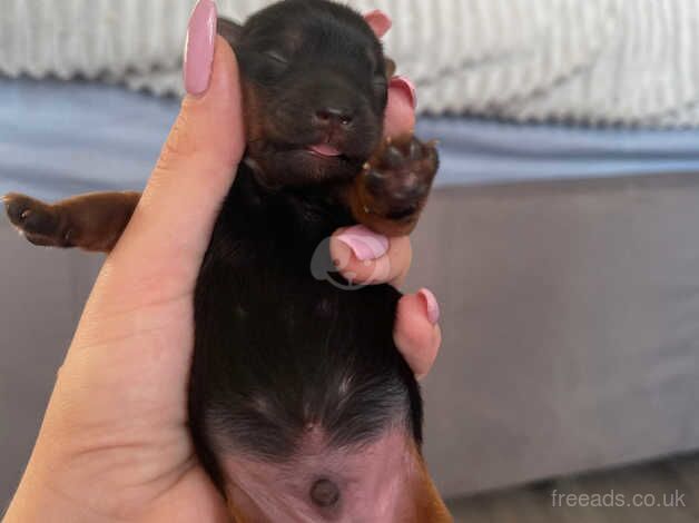 Yorkshire terrier puppies ready in two weeks for sale in Yeovil, Somerset - Image 1