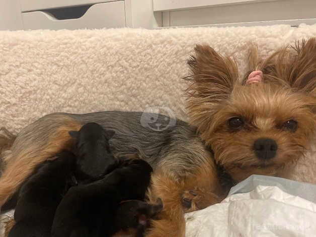 Yorkshire terrier puppies ready in two weeks for sale in Yeovil, Somerset - Image 2