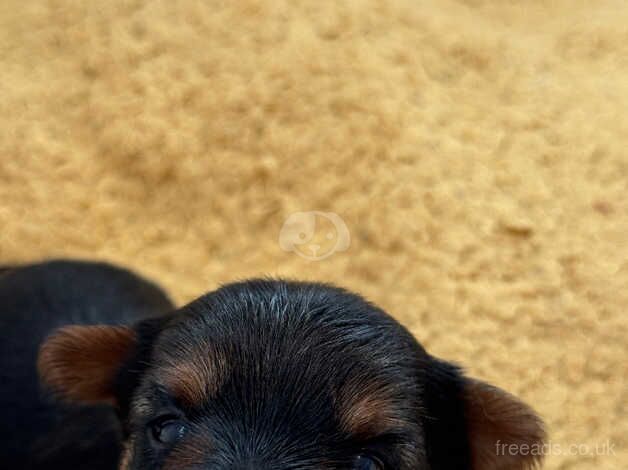 Yorkshire terrier puppies ready in two weeks for sale in Yeovil, Somerset - Image 4