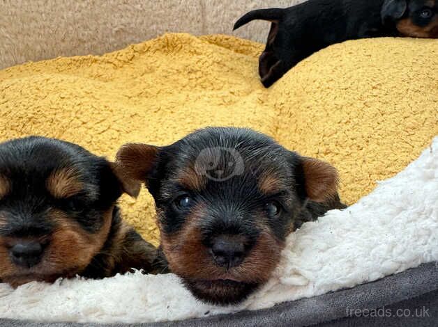 Yorkshire terrier puppies ready in two weeks for sale in Yeovil, Somerset - Image 5