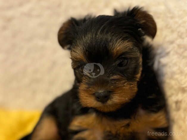 Yorkshire terrier puppies ready in two weeks for sale in Yeovil, Somerset