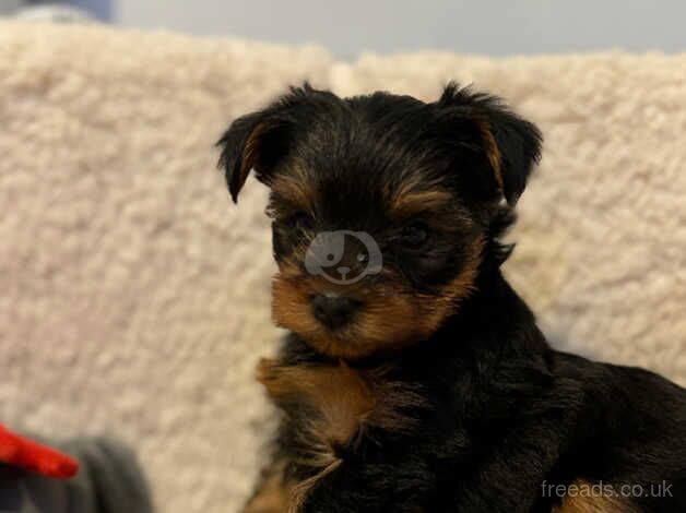 Yorkshire terrier puppies ready in two weeks for sale in Yeovil, Somerset - Image 3