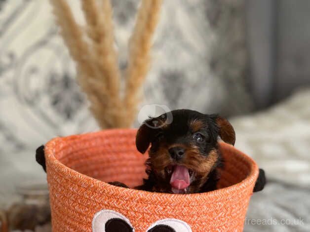 Yorkshire terrier puppies ready in two weeks for sale in Yeovil, Somerset - Image 5