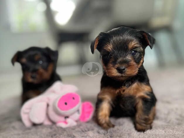 Yorkshire terrier puppies ready to go next week for sale in Yeovil, Somerset