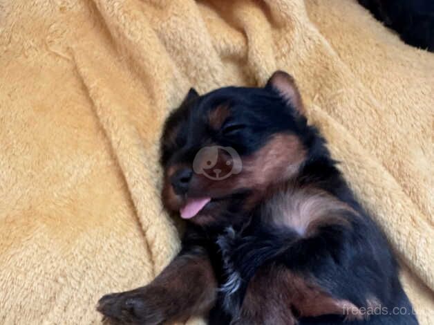 Yorkshire terrier puppies ready to go next week for sale in Yeovil, Somerset - Image 5