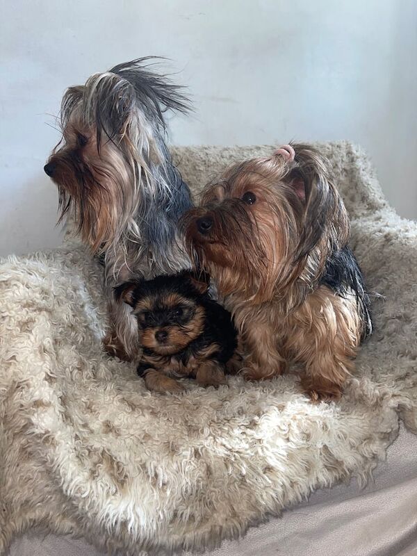 Yorkshire Terrier puppies 🐶 Toy size Pedigree for sale in Kingsbury, Greater London