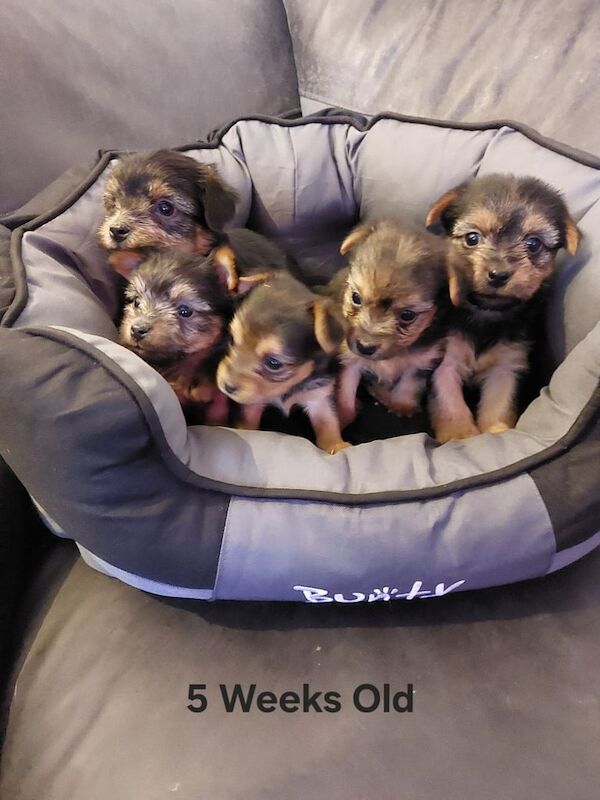 YORKSHIRE TERRIER PUPPIES with Individual VET HEALTH CERTIFICATE for sale in Poole, Dorset