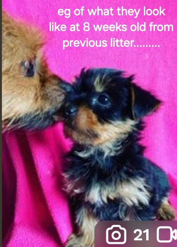 YORKSHIRE TERRIER PUPPIES with Individual VET HEALTH CERTIFICATE for sale in Poole, Dorset - Image 2