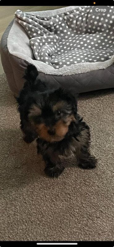 Yorkshire terrier puppy for sale in County Antrim - Image 2