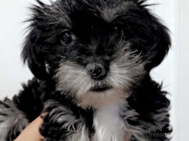 Yorkshire terrier puppy boy for sale in Derby, Derbyshire - Image 3