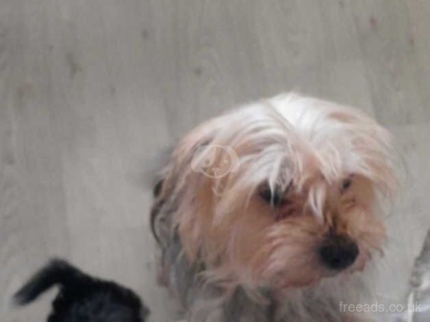 Yorkshire terrier puppy boy for sale in Derby, Derbyshire - Image 4