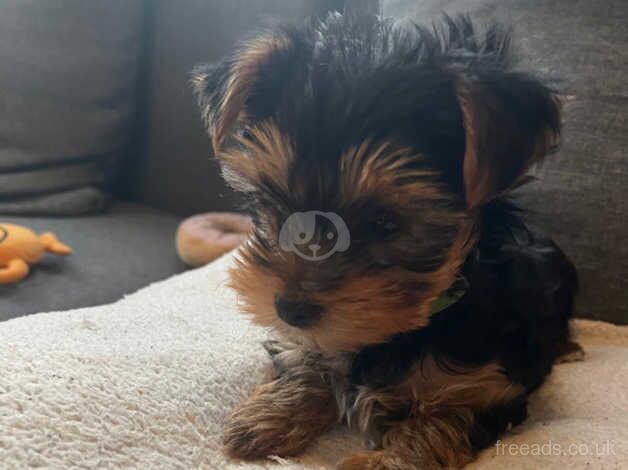 Yorkshire Terrier puppy for sale in Crawley, Oxfordshire