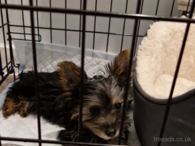 Yorkshire terrier puppy for sale in Street, Cumbria - Image 1