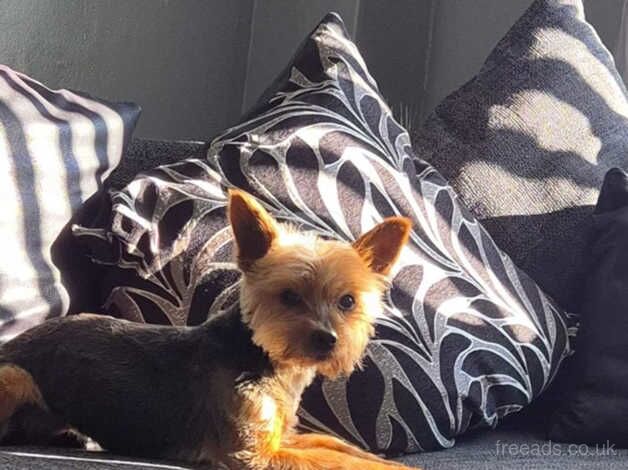 Yorkshire terrier puppy for sale in Street, Cumbria - Image 2