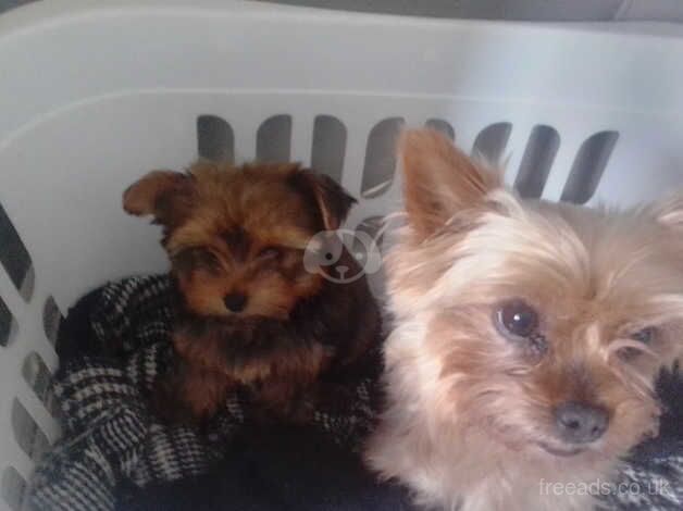 Yorkshire terrier puppy for sale in Great Yarmouth, Norfolk