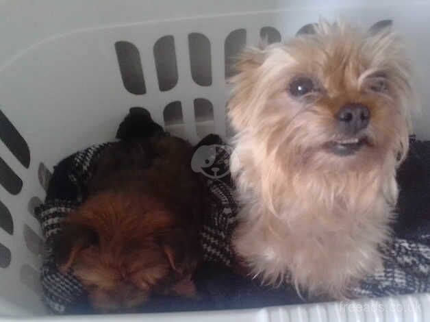 Yorkshire terrier puppy for sale in Great Yarmouth, Norfolk - Image 2