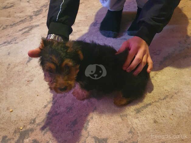 Yorkshire terrier puppy for sale in King's Lynn, Norfolk