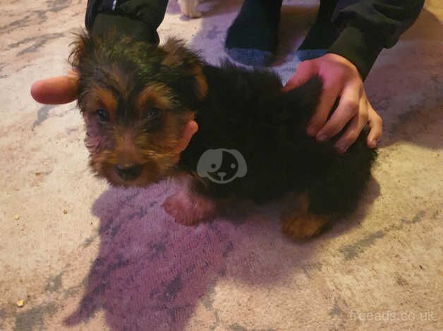 Yorkshire terrier puppy for sale in King's Lynn, Norfolk - Image 2