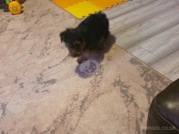 Yorkshire terrier puppy for sale in King's Lynn, Norfolk - Image 3