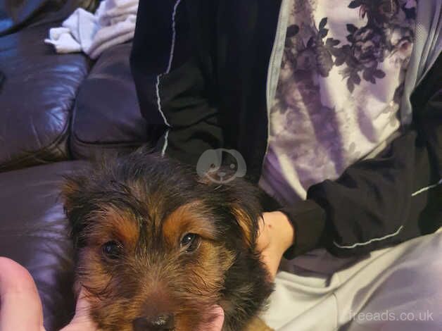 Yorkshire terrier puppy for sale in King's Lynn, Norfolk - Image 4