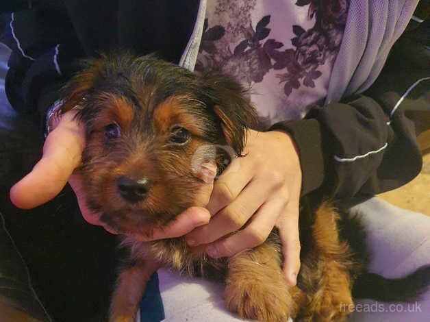 Yorkshire terrier puppy for sale in King's Lynn, Norfolk - Image 5