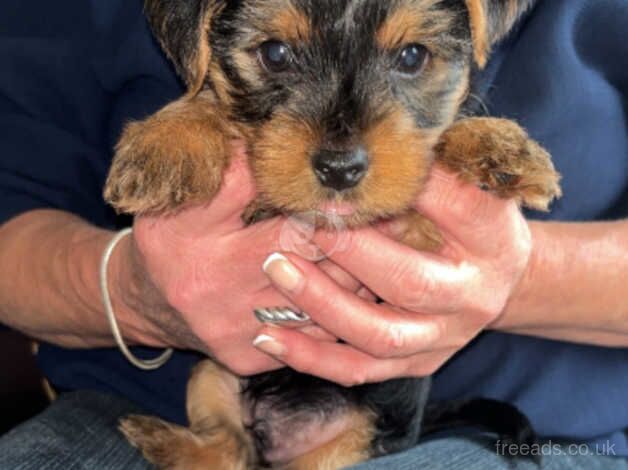 Yorkshire terrier puppy for sale in Motherwell, North Lanarkshire