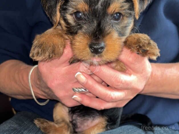 Yorkshire terrier puppy for sale in Motherwell, North Lanarkshire - Image 1