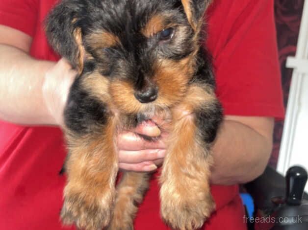 Yorkshire terrier puppy for sale in Motherwell, North Lanarkshire - Image 3