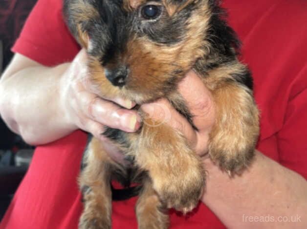 Yorkshire terrier puppy for sale in Motherwell, North Lanarkshire - Image 4