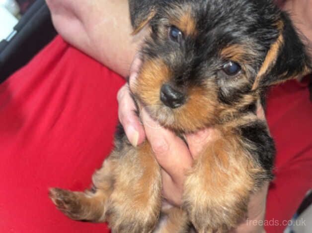 Yorkshire terrier puppy for sale in Motherwell, North Lanarkshire - Image 1