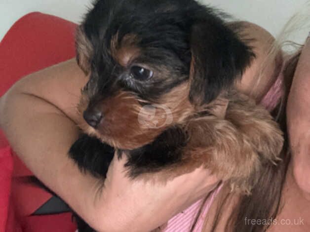 Yorkshire terrier puppy for sale in Motherwell, North Lanarkshire - Image 2