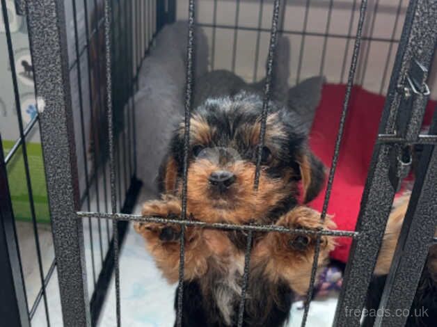 Yorkshire terrier puppy for sale in Motherwell, North Lanarkshire - Image 3