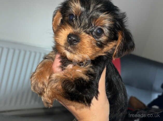 Yorkshire terrier puppy for sale in Motherwell, North Lanarkshire - Image 4