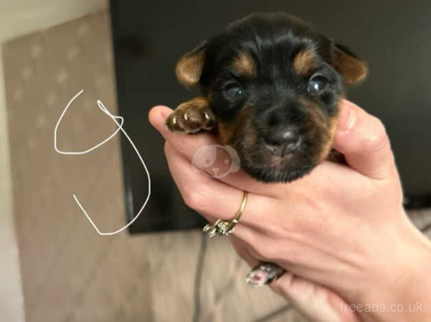 Yorkshire terrier puppy for sale in Tipton, West Midlands - Image 1