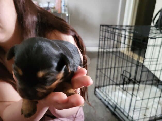 Yorkshire terrier puppy for sale in Tipton, West Midlands - Image 2