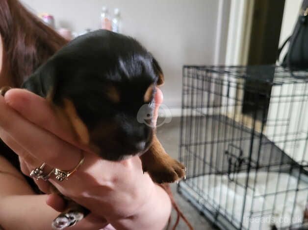 Yorkshire terrier puppy for sale in Tipton, West Midlands - Image 3