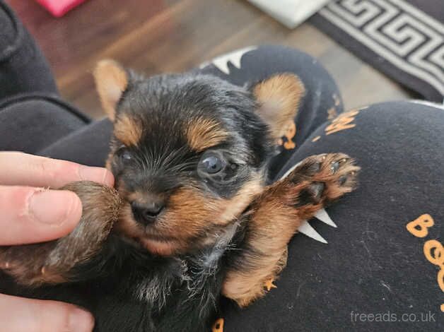Yorkshire terrier puppy for sale in Wallsend, Tyne and Wear