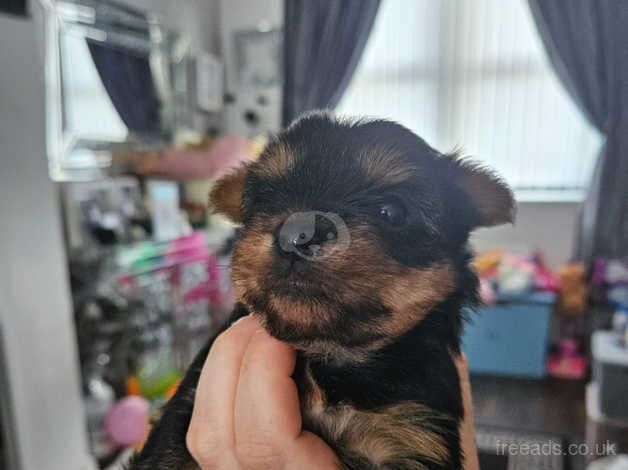 Yorkshire terrier puppy for sale in Wallsend, Tyne and Wear - Image 2