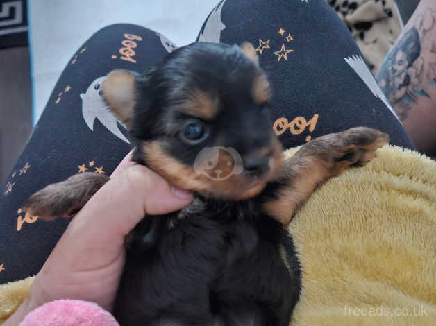 Yorkshire terrier puppy for sale in Wallsend, Tyne and Wear - Image 3