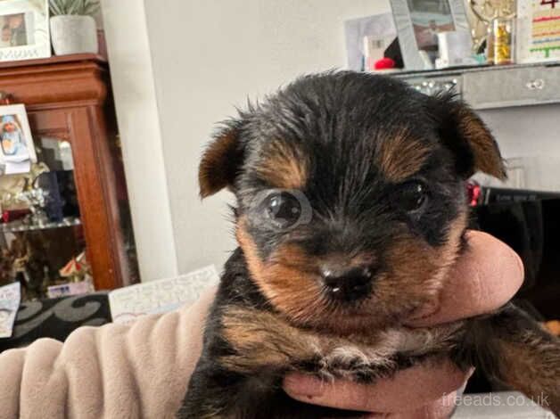 Yorkshire terrier puppy for sale in Wallsend, Tyne and Wear - Image 5
