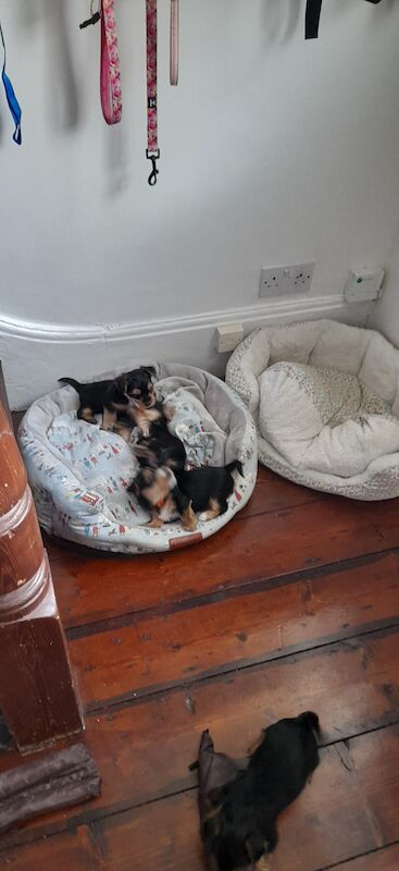 Yorkshire terrier puppys 1 female left for sale in Liverpool, Merseyside