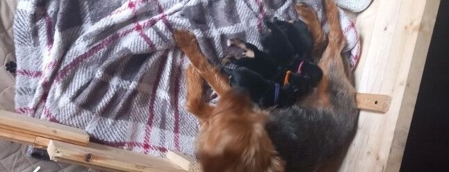 Yorkshire terrier puppys 1 female left for sale in Liverpool, Merseyside - Image 2