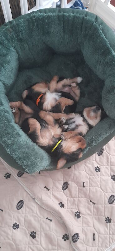 Yorkshire terrier puppys 1 female left for sale in Liverpool, Merseyside - Image 4