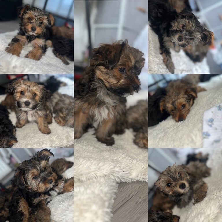 Yorkshire terrier puppy's for sale in Heywood, Greater Manchester