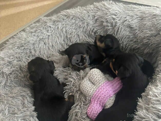 Yorkshire terrier puppys for sale in Coventry, West Midlands