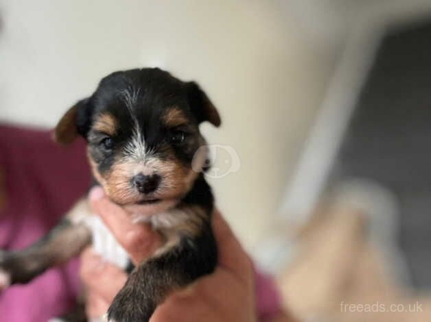 Yorkshire terrier puppys for sale in Coventry, West Midlands - Image 2