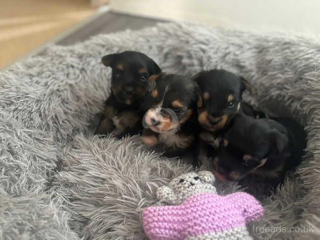 Yorkshire terrier puppys for sale in Coventry, West Midlands - Image 5