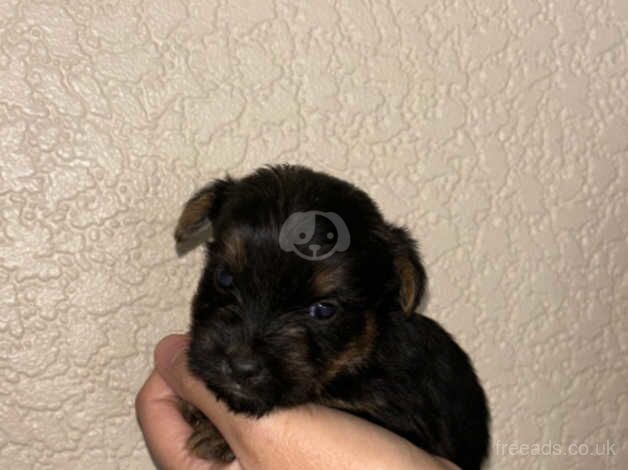 Yorkshire terrier puppy's for sale in Leicester, Leicestershire - Image 1