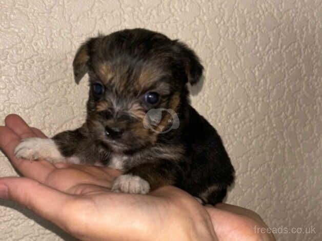 Yorkshire terrier puppy's for sale in Leicester, Leicestershire - Image 3